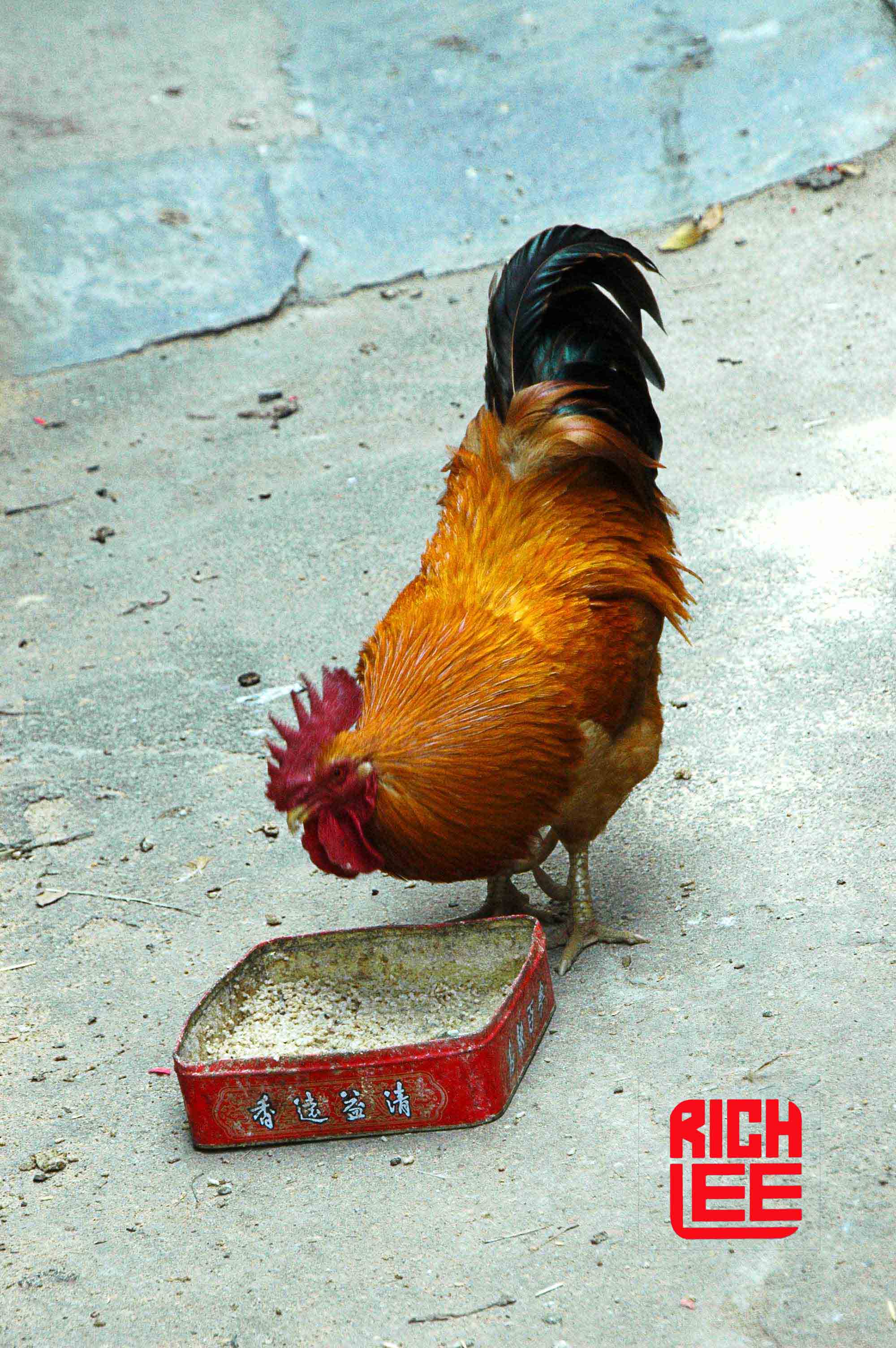 Rooster | The Taishan Project