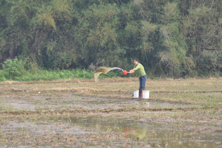 Fertilizing Rice Paddy | The Taishan Project